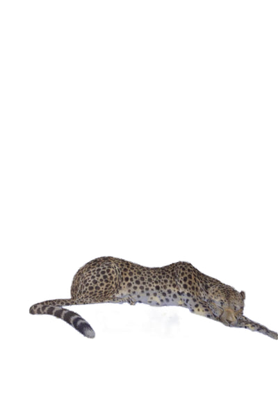 Salvatore Ferragamo Womens Silk Leopard Night & Day Scarf Green Blue 50"x19"
