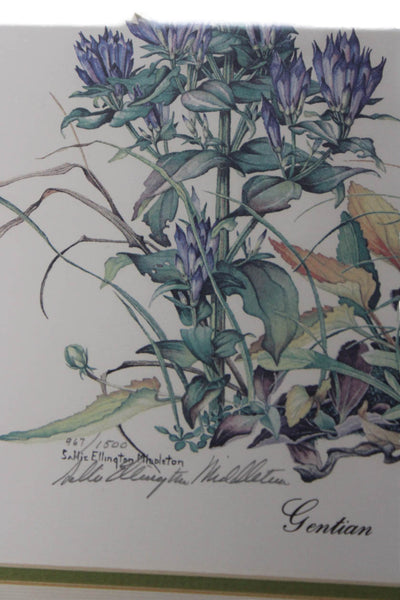 Sally Ellington Middleton White Multicolored Gentian Framed Picture 17"x14"