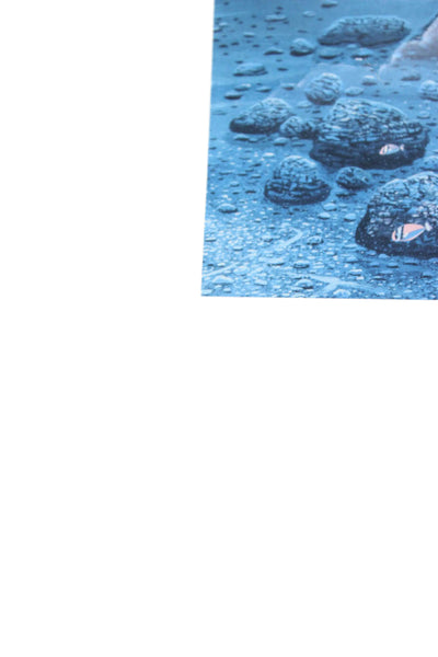 Robert Lyn Nelson White Blue Underwater Dolphin Turtle Scene Poster 30"x24"